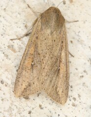 Mythimna unipuncta