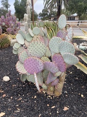 Opuntia santa-rita