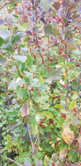Ribes diacanthum