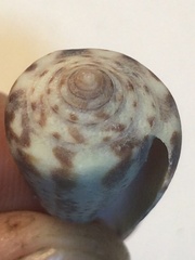 Conasprella perplexa