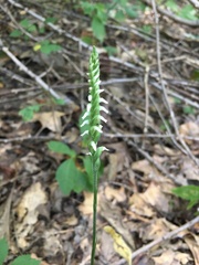 Spiranthes ovalis