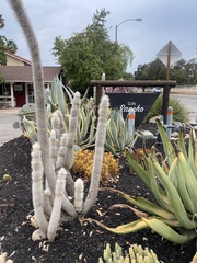 Cleistocactus strausii