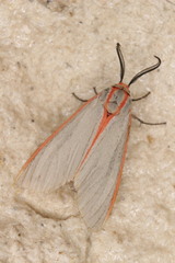 Pygarctia