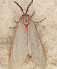 Pygarctia