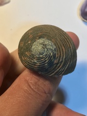 Nerita scabricosta
