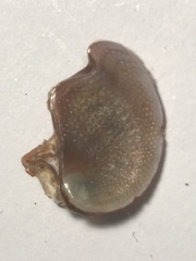 Nerita scabricosta