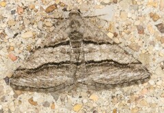 Digrammia continuata