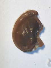 Nerita scabricosta