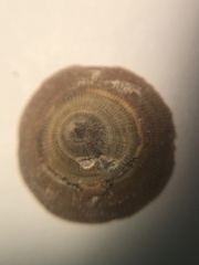 Trimusculidae