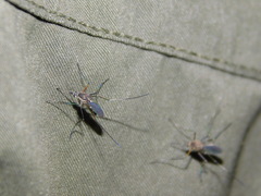 Armigeres subalbatus