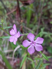 Phlox pilosa