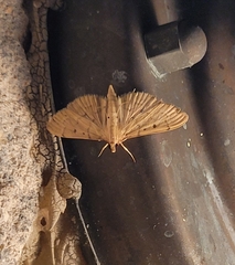 Herpetogramma bipunctalis