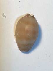 Pseudozonaria arabicula