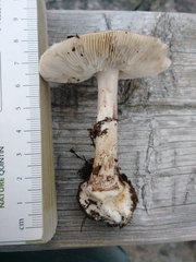 Amanita rhacopus