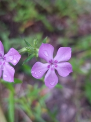 Phlox pilosa