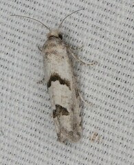 Pelochrista parapulveratana