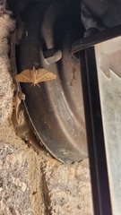 Herpetogramma bipunctalis