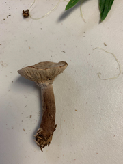 Hypomyces lateritius