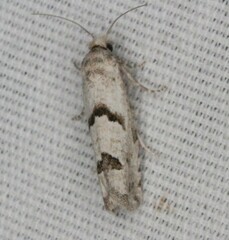 Pelochrista parapulveratana