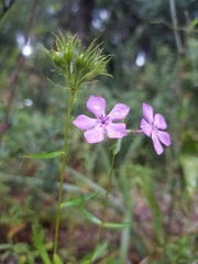 Phlox pilosa