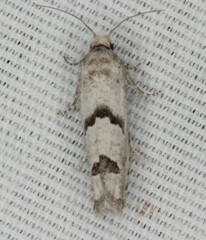 Pelochrista parapulveratana