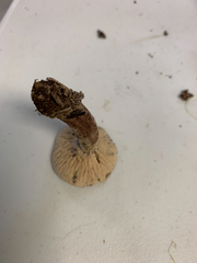 Hypomyces lateritius