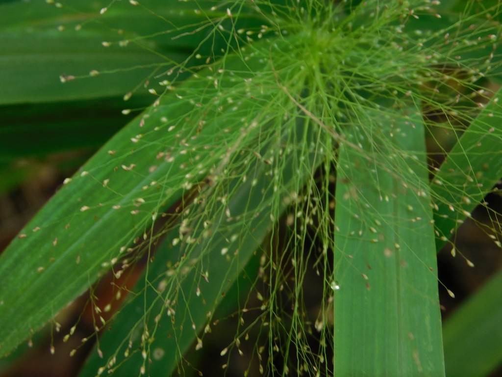 Cyrtococcum accrescens (Cyrtococcum accrescens)