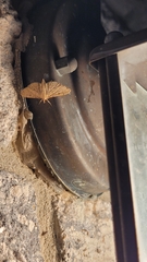 Herpetogramma bipunctalis