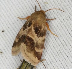 Schinia lynx