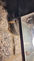 Herpetogramma bipunctalis