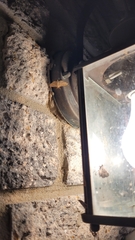 Herpetogramma bipunctalis