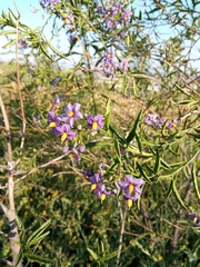 Solanum crispum