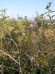 Solanum crispum