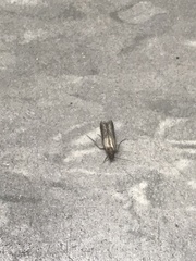 Plodia interpunctella