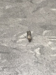 Plodia interpunctella