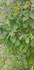 Ulmus davidiana
