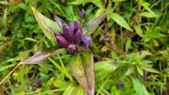 Gentiana clausa