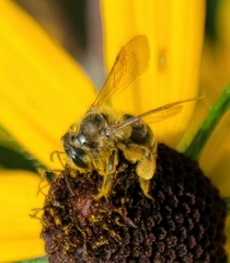 Andrena rudbeckiae