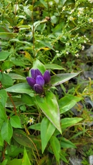 Gentiana clausa