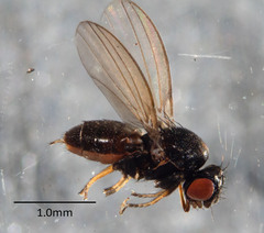 Milichiidae