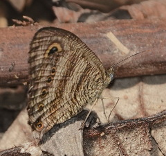 Ypthima fasciata