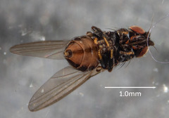 Milichiidae