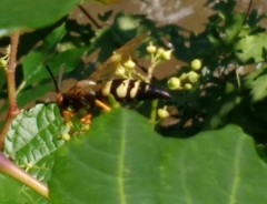 Sphecius speciosus
