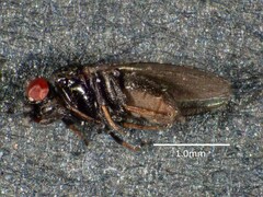 Milichiidae