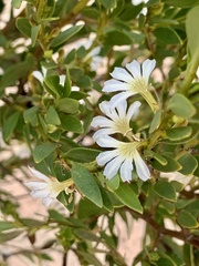 Scaevola myrtifolia