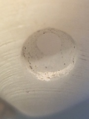 Muricidae