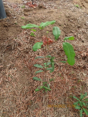 Cupaniopsis anacardioides