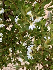 Scaevola myrtifolia