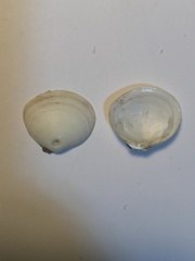 Muricidae