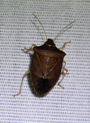 Euschistus obscurus